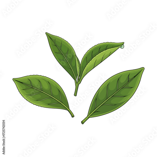Fresh green tea leaves with dewdrop, isolated on white background.