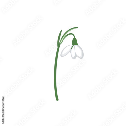 snowdrop flower isolated on white