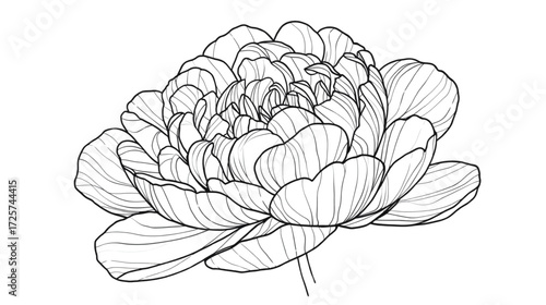 sketch of lotus