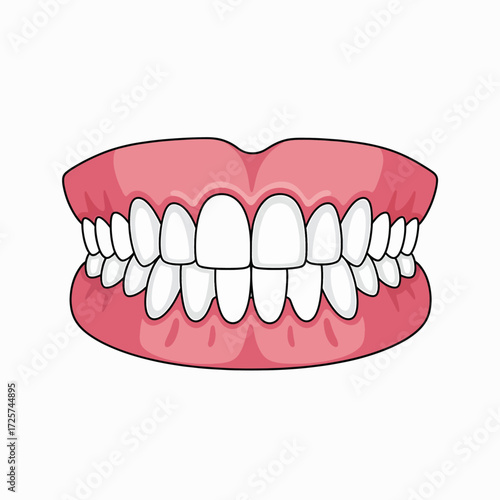 A Detailed Illustration of a Full Set of Healthy White Teeth and Gums Showing Proper Alignment