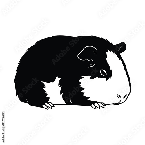 Adorable black and white guinea pig pet animal sketch drawing close up detail