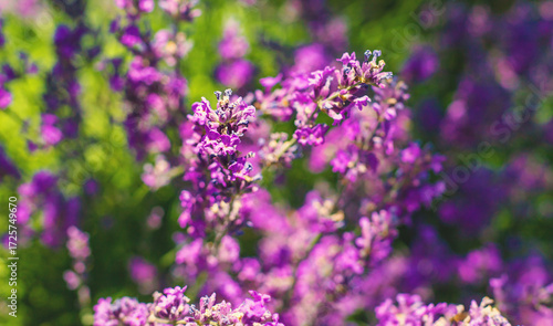 Lavender blooms in the garden. Selective focus.