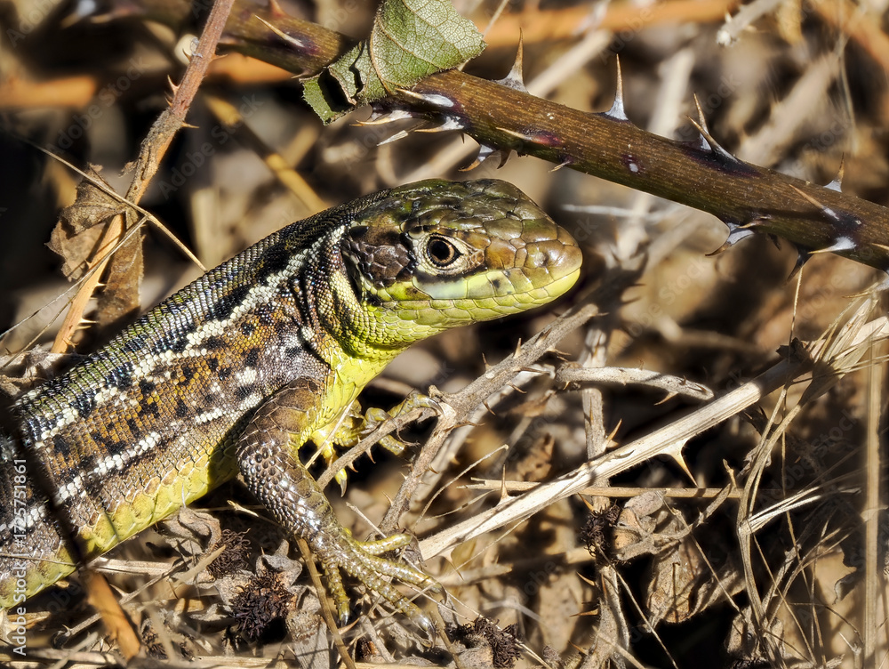 Obraz premium Westliche Smaragdeidechse (Lacerta bilineata)