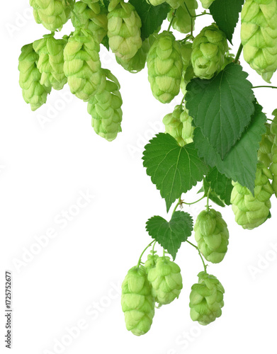 Canvas-taulu branches of hops with leaves