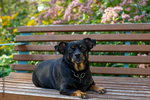 The terrier. A portrait of a funny purebred dog lying on a park bench. A pet.