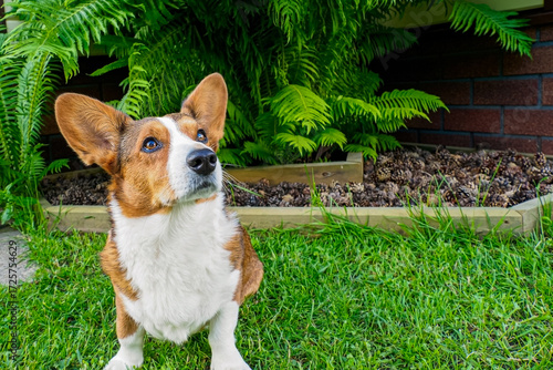 Dog. Welsh corgi Pembroke is sitting on the lawn. Pet.
