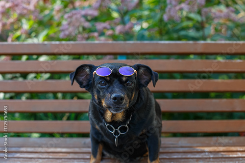 A Terrier dog. Portrait of a cute funny dog sitting on a park bench.