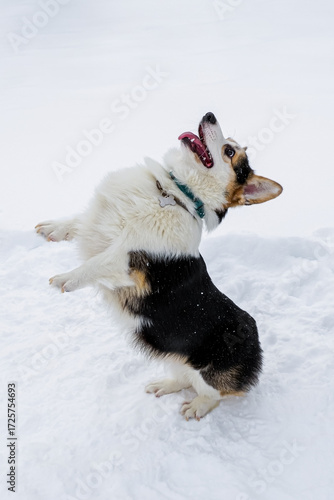 Dog. Welsh Corgi Pembroke. A joyful, thoroughbred dog in the snow. Pet