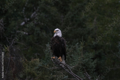 Proud Eagle