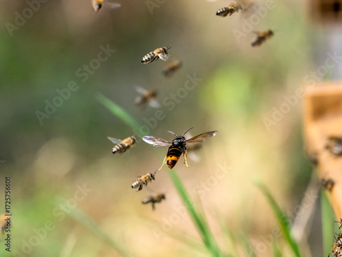 Asiatische Hornisse (Vespa velutina) jagt Honigbienen