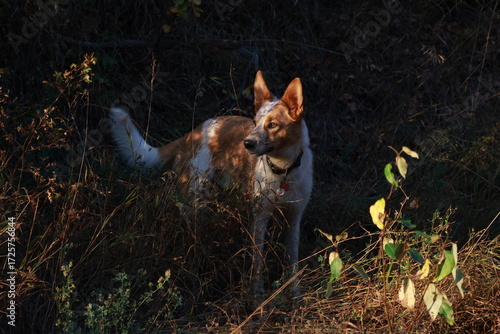 Sunset hunting dog