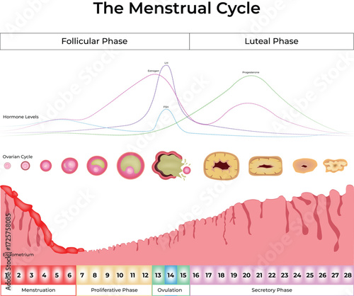 The Menstrual Cycle Diagram