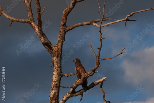 Hawk on branch