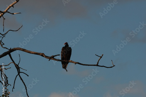Vulture on branch