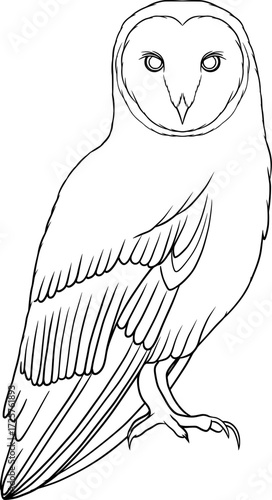 barn owl vector outline illustration