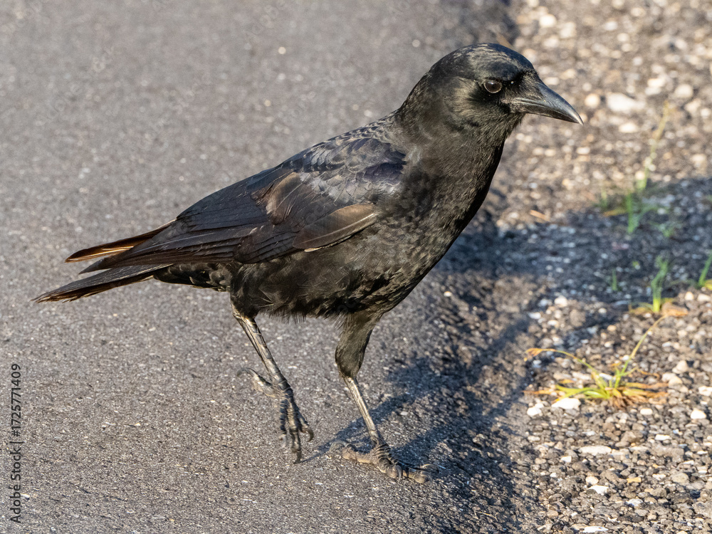 Obraz premium crow on the ground