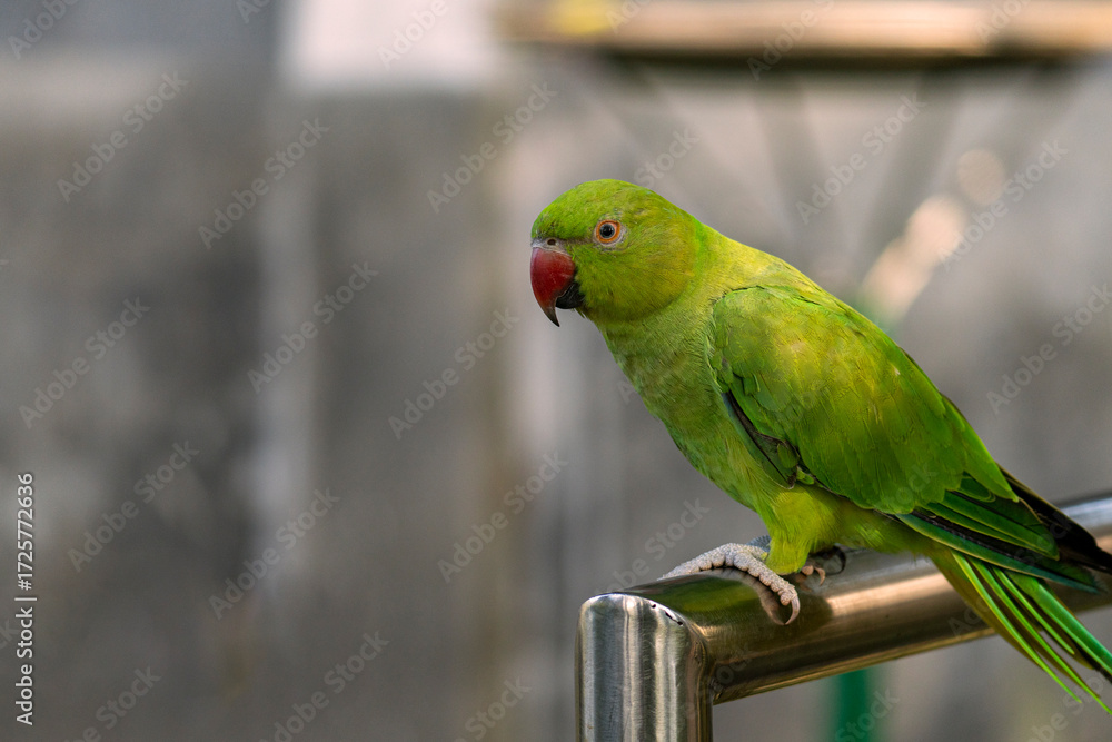 Obraz premium A vibrant green parrot(Psittacara holochlorus) with a red beak perched on a metal bar against a soft background