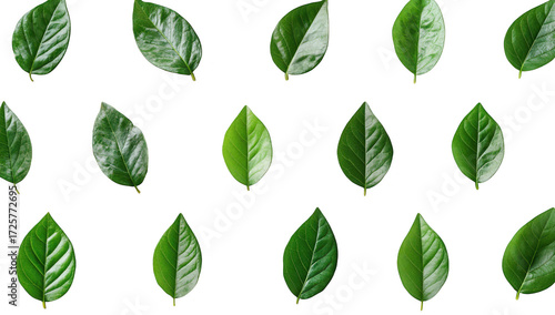 A arrangement of various green leaves displayed symmetrically on a clean white background. the diversity of leaf shapes and textures. ideal for nature-themed designs or presentations