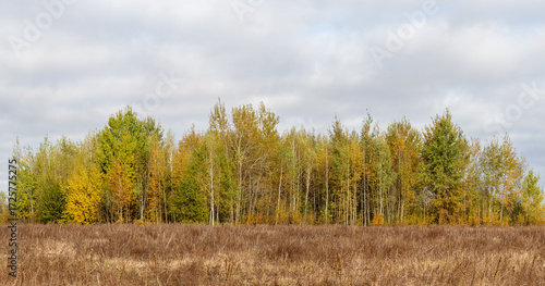 Panorama of the autumn forest at the edge of the field. Autumn forest panoramic landscape