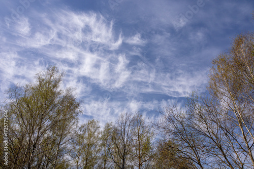 A fabulously beautiful and unusually bright sky with white clouds