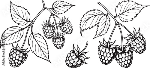 Black and white line art illustration of raspberries on branches raspberry fruit
