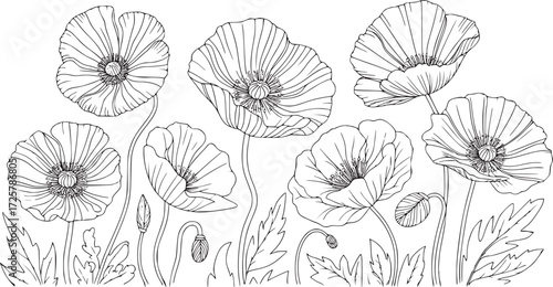 Black and white poppy flowers and buds line art floral botanical