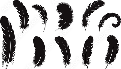 Black feather silhouettes collection quill plume