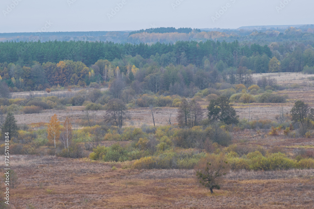 Obraz premium autumn landscape in the forest