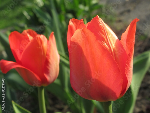 Zbliżenie na czerwone kwiaty tulipana © Kumulugma