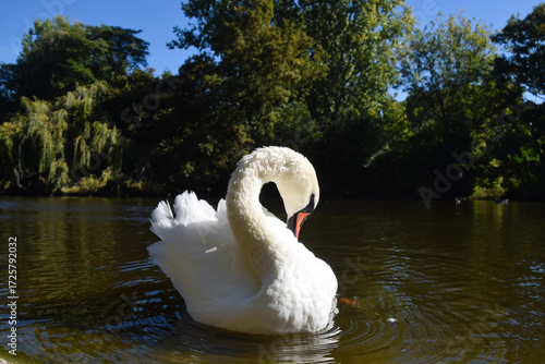 A white mute swan preens in a park lake in London, UK