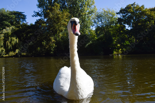 A white mute swan swims in a park lake in London, UK