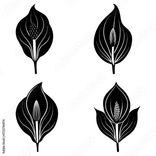 Four stylized peace lily flowers in black and white with detailed spadix and spathe arrangements shown