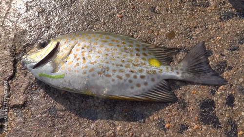 rabbit fish Siganus guttatus on a sandy beach, fish washed up by the waves. Indian Ocean, South China Sea, Vietnam