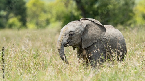 A Baby African Elephant (Loxodonta africana) calf walking and wading playfully through grass in the Kenyan savannah grasslands of Olpejeta Conservancy in Laikipia 