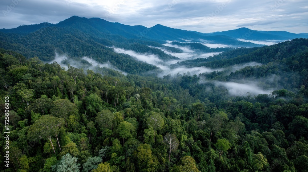 Fototapeta premium Misty mountain range and dense rainforest canopy, a breathtaking vista from above.