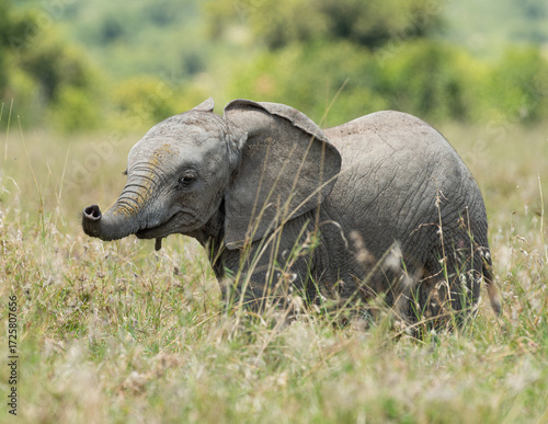 A Baby African Elephant (Loxodonta africana) calf walking and wading playfully through grass in the Kenyan savannah grasslands of Olpejeta Conservancy in Laikipia 