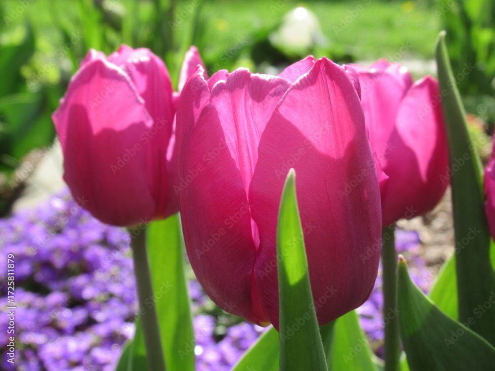 Fototapeta premium Zbliżenie na kwiat różowego tulipana