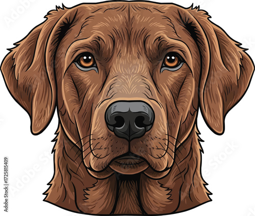 Chesapeake Bay Retriever dog cute face closeup headshot 