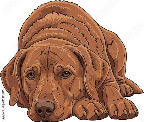 Chesapeake Bay Retriever dog lying down relaxed cute illustration
