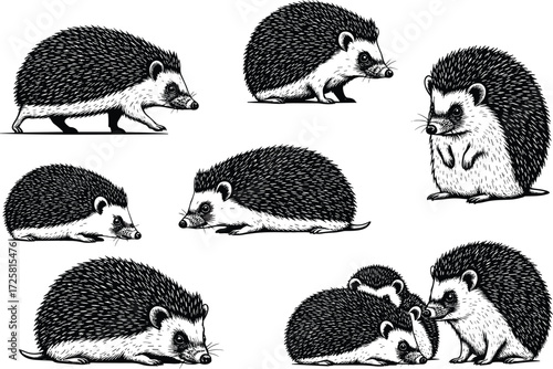 Cute hedgehog illustrations, black and white vector set, animal poses, wildlife sketch art, hand drawn style, nature themed clipart collection