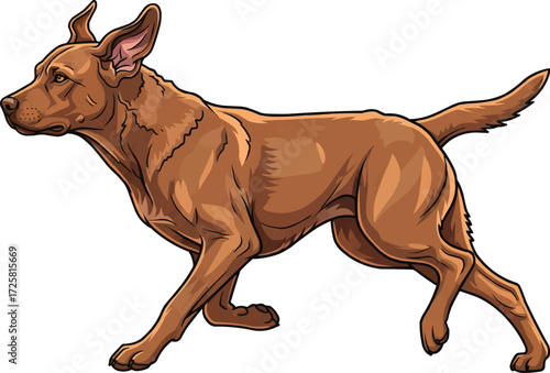 Chesapeake Bay Retriever dog running energetic vector illustration