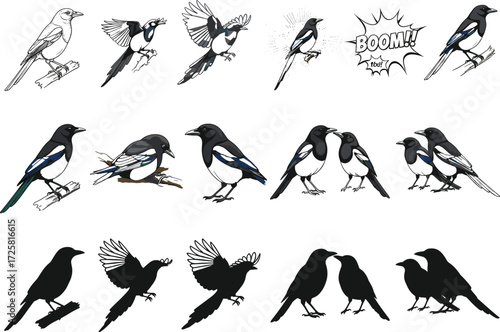 Magpie vector illustration set, colored and silhouette birds, flying and perched poses, nature sketch, wildlife drawing, artistic composition, comic accent