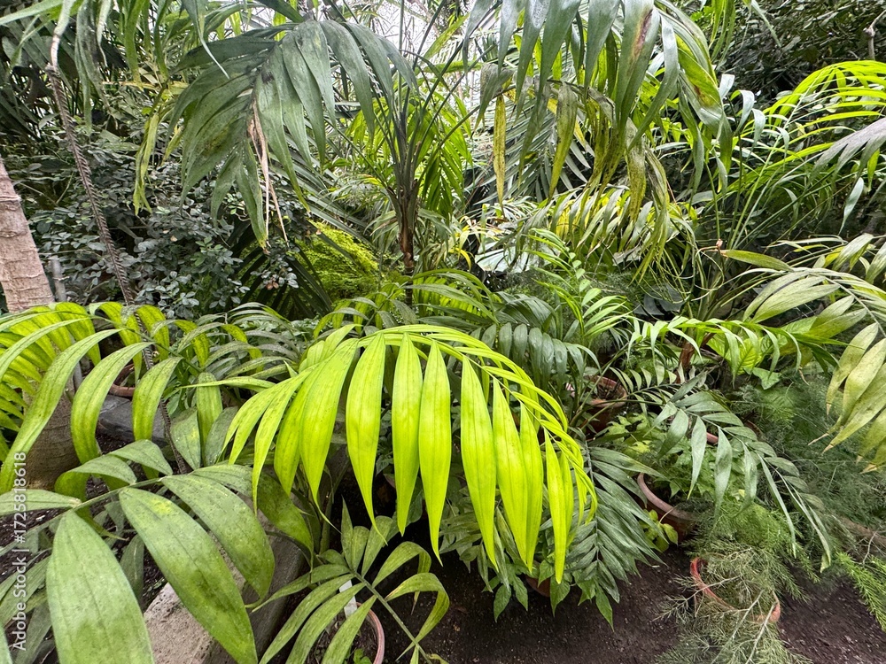 Fototapeta premium Various green plants in the tropical foresе