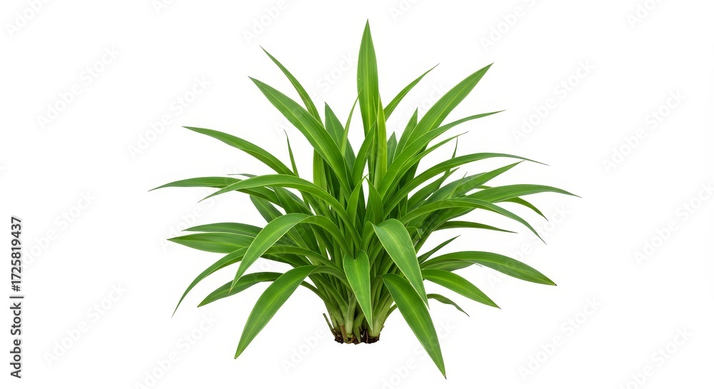Fototapeta premium Lush Green Plant on White Background - Vibrant green foliage, natural growth, springtime freshness, plant life, isolated on white. Symbolizes nature, growth, purity, life, and renewal