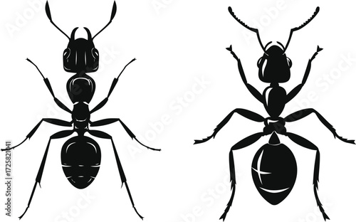 Ant Silhouette Vector Illustration Insect Icon Design Isolated Bug Graphic