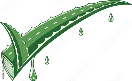 Aloe Vera Leaf Isolated Design. Whole Aloe Vera Leaf Illustration. Fresh Aloe Vera Leaf Artwork. Green Aloe Vera Leaf Drawing. Organic Aloe Vera Leaf Clipart. Natural Aloe Vera Leaf Design