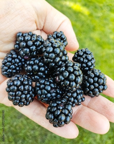 blackberry in hand