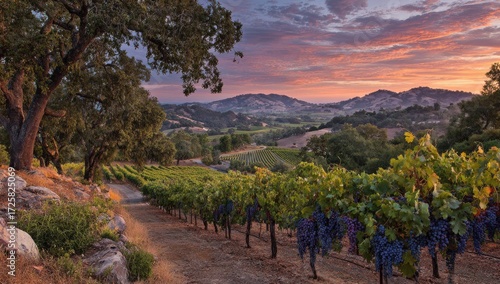 A sweeping vista of a vineyard at sunrise, showcasing rows of grape vines stretching across rolling hills.