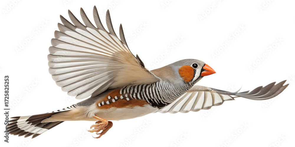 Naklejka premium Zebra Finch PNG – Realistic Flying Pose on Transparent Background