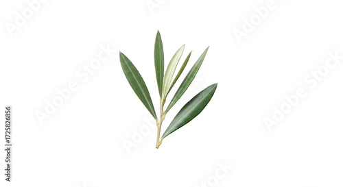 Fresh Green Olive Branch with Leaves Against a Dark Background